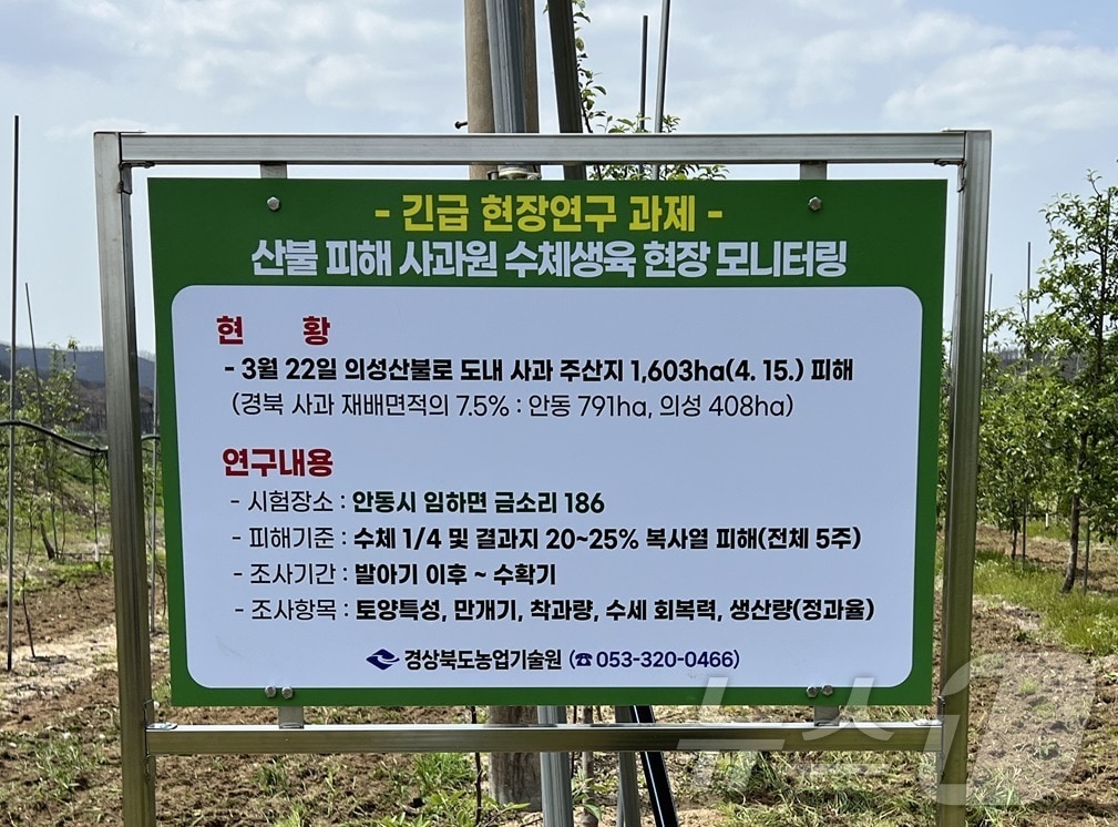 경북도는 19일 지난 3월 발생한 대형 산불로 피해를 본 사과나무 회복력 진단 연구에 본격 착수 했다 2025.6.19/뉴스1 ⓒ News1 김대벽기자