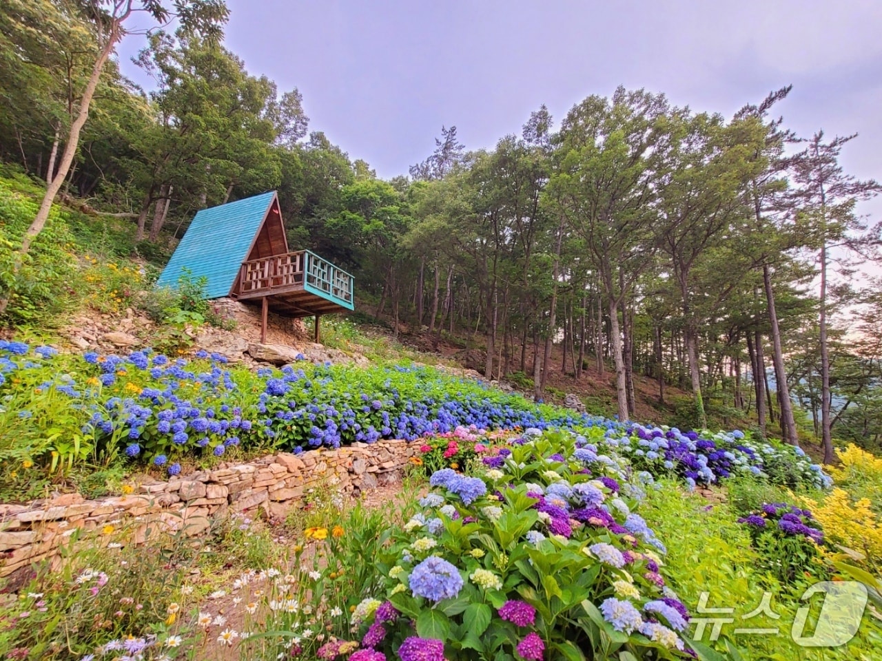 수국 축제 모습.(전남도 제공. 재판매 및 DB금지) 2025.6.19/뉴스1