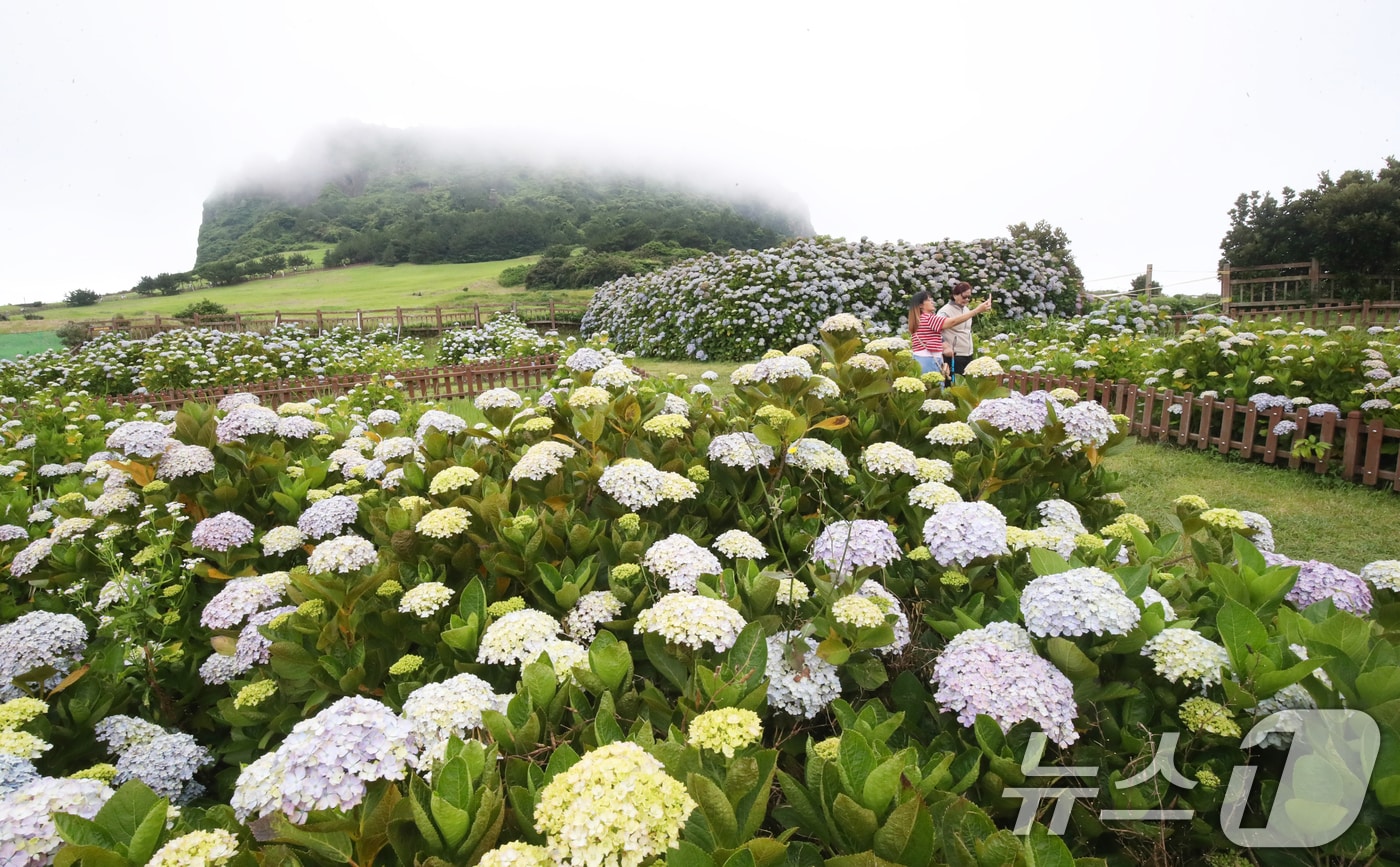 성산읍 성산일출봉 수국. /뉴스1