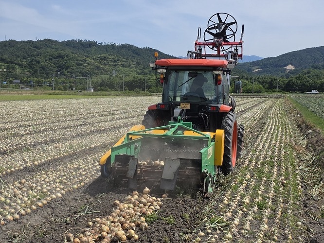 양파 기계화 수확 (농촌진흥청 제공) 2025.06.19 /뉴스1