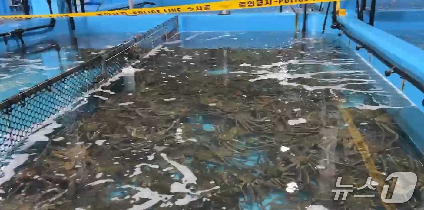 지난해 3월 경찰이 압수한 러시아산 대게와 킹크랩.(강원경찰청 제공, 재판매 및 DB 금지)/뉴스1