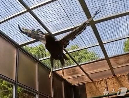 방사된 관수리(창녕군 제공. 재판매 및 DB금지)