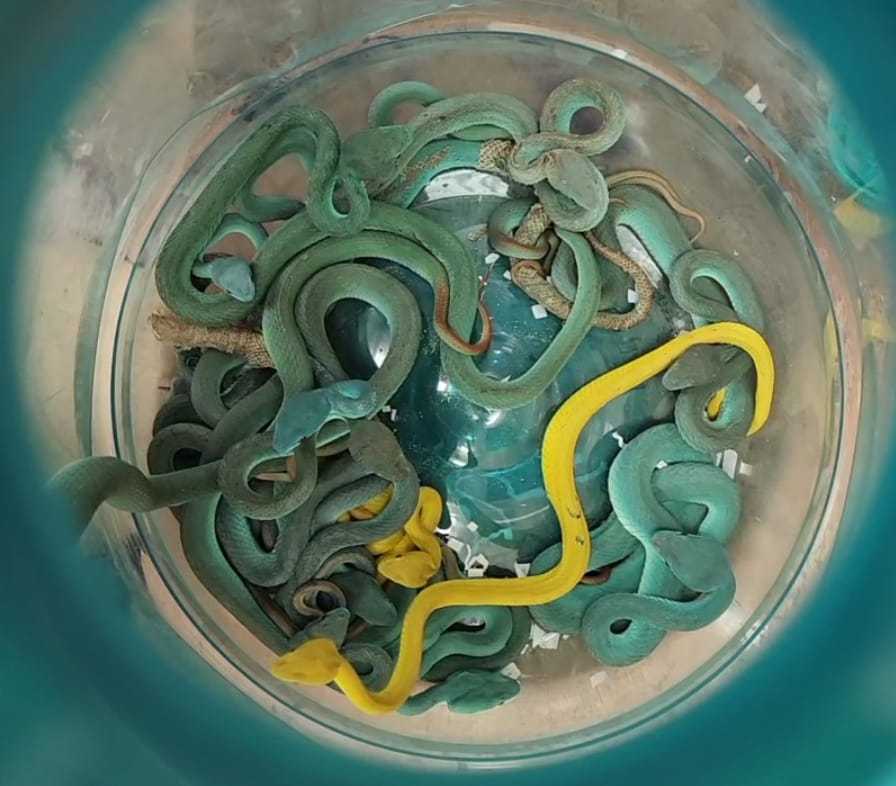 <출처=뭄바이 세관 엑스 갈무리>