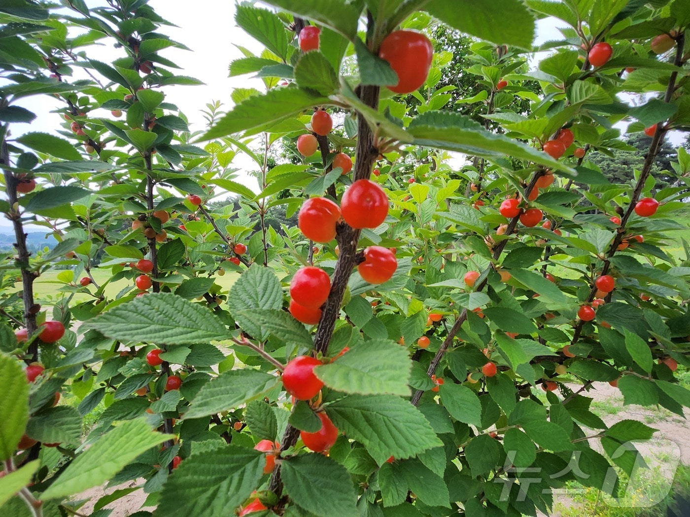 전남 화순군은 3일부터 고인돌유적지를 방문하는 관람객을 대상으로 앵두 따기 체험을 진행한다./뉴스1