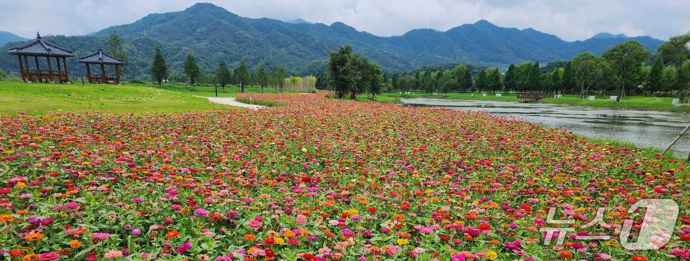 거창 창포원 여름꽃(거창군 제공. 재판매 및 DB금지).