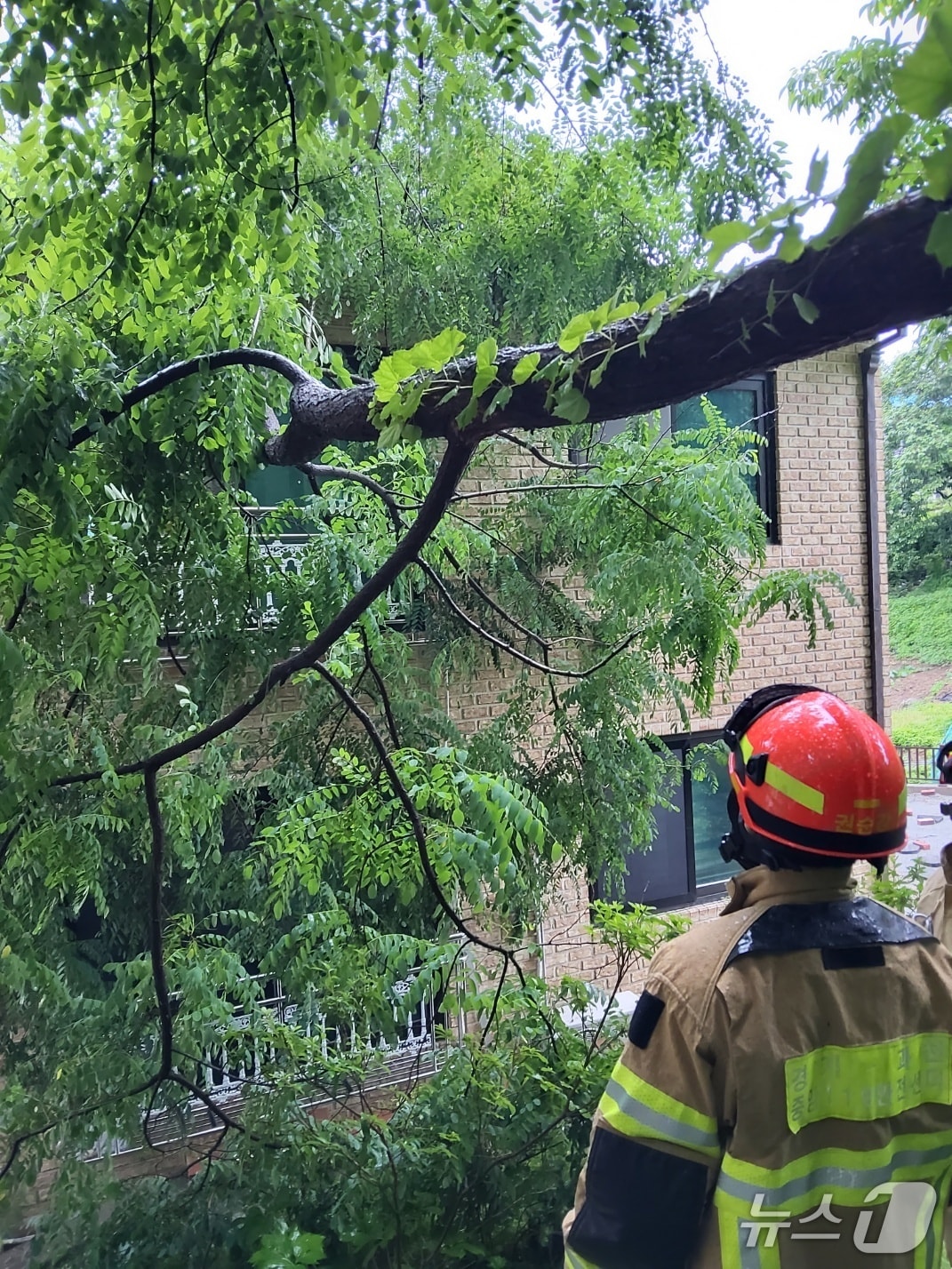 수도권을 중심으로 많은 비가 내리고 있는 20일 오전 10시 11분께 경기 과천시 문원동 한 단독주택에 나무가 쓰러져 소방 당국이 대응하고 있다. (경기도소방재난본부 제공. 재판매 및 DB 금지) 2025.6.20/뉴스1