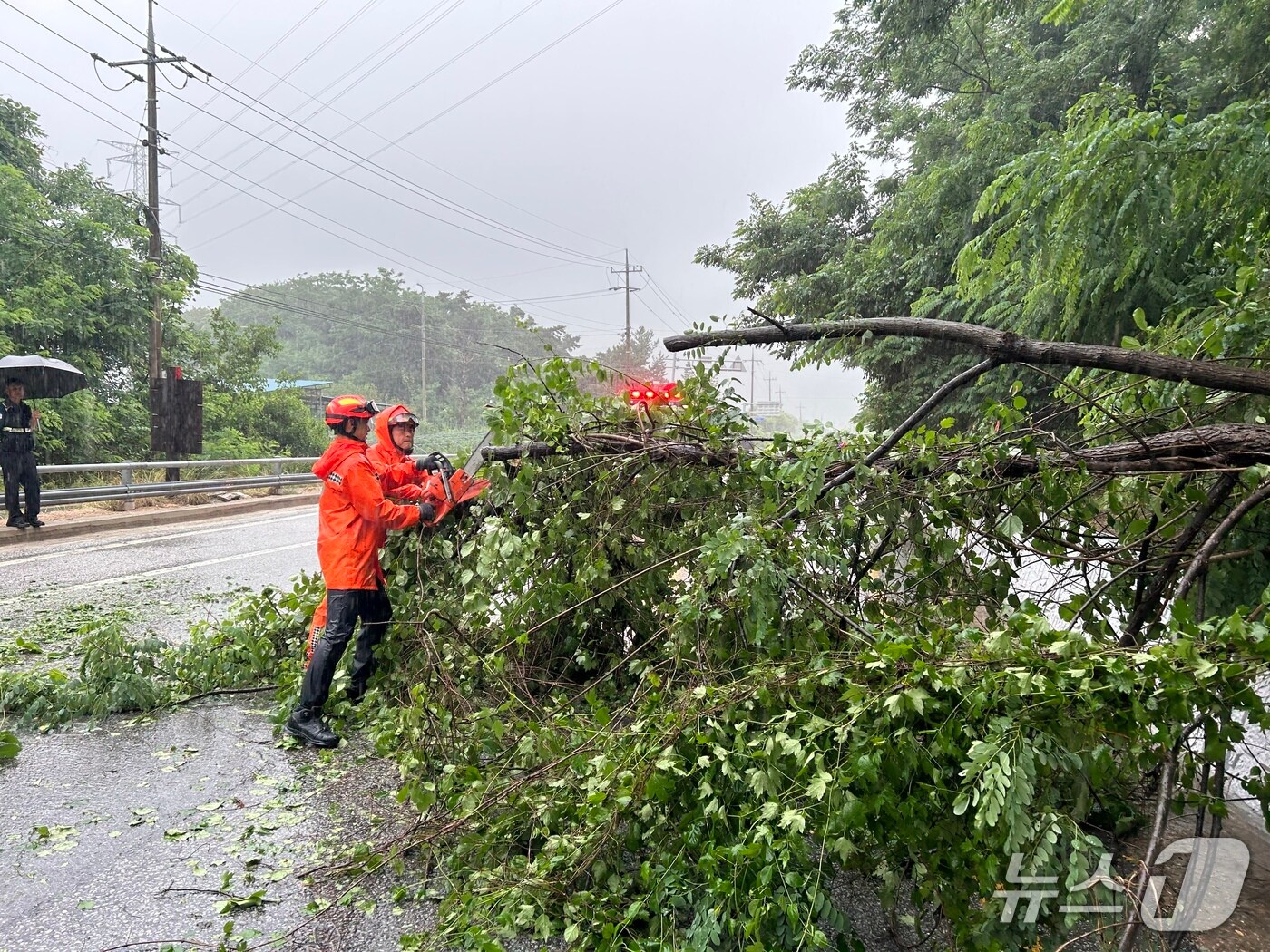 21일 전북 진안군 주천면 한 도로에서 강하고 많은 비로 인해 나무가 쓰러졌다.(전북소방본부 제공. 재판매 및 DB금지)