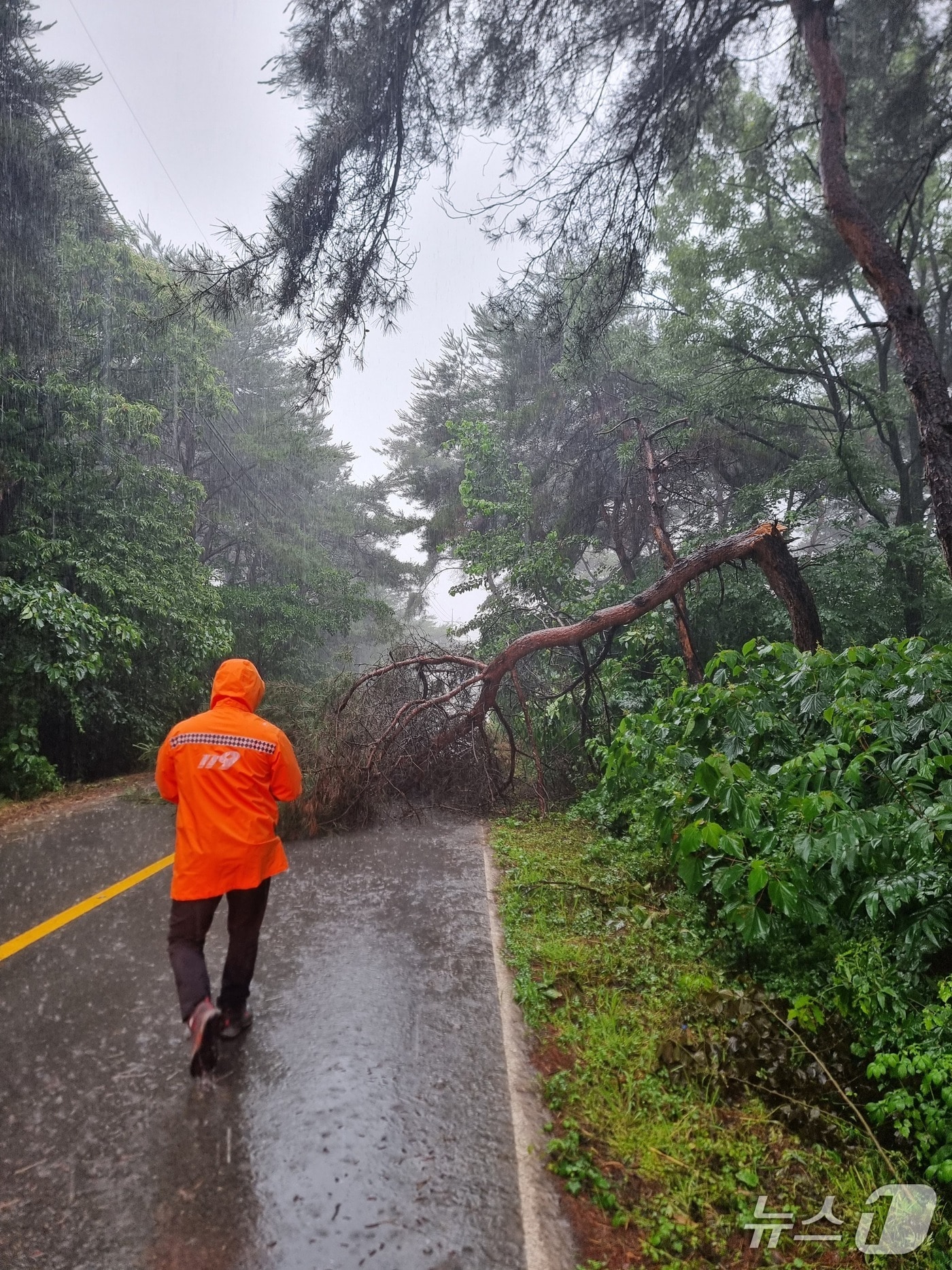 21일 오전 9시 45분께 부안군 부안읍의 한 도로에서 나무가 쓰러졌다.(전북소방본부 제공. 재판매 및 DB금지)