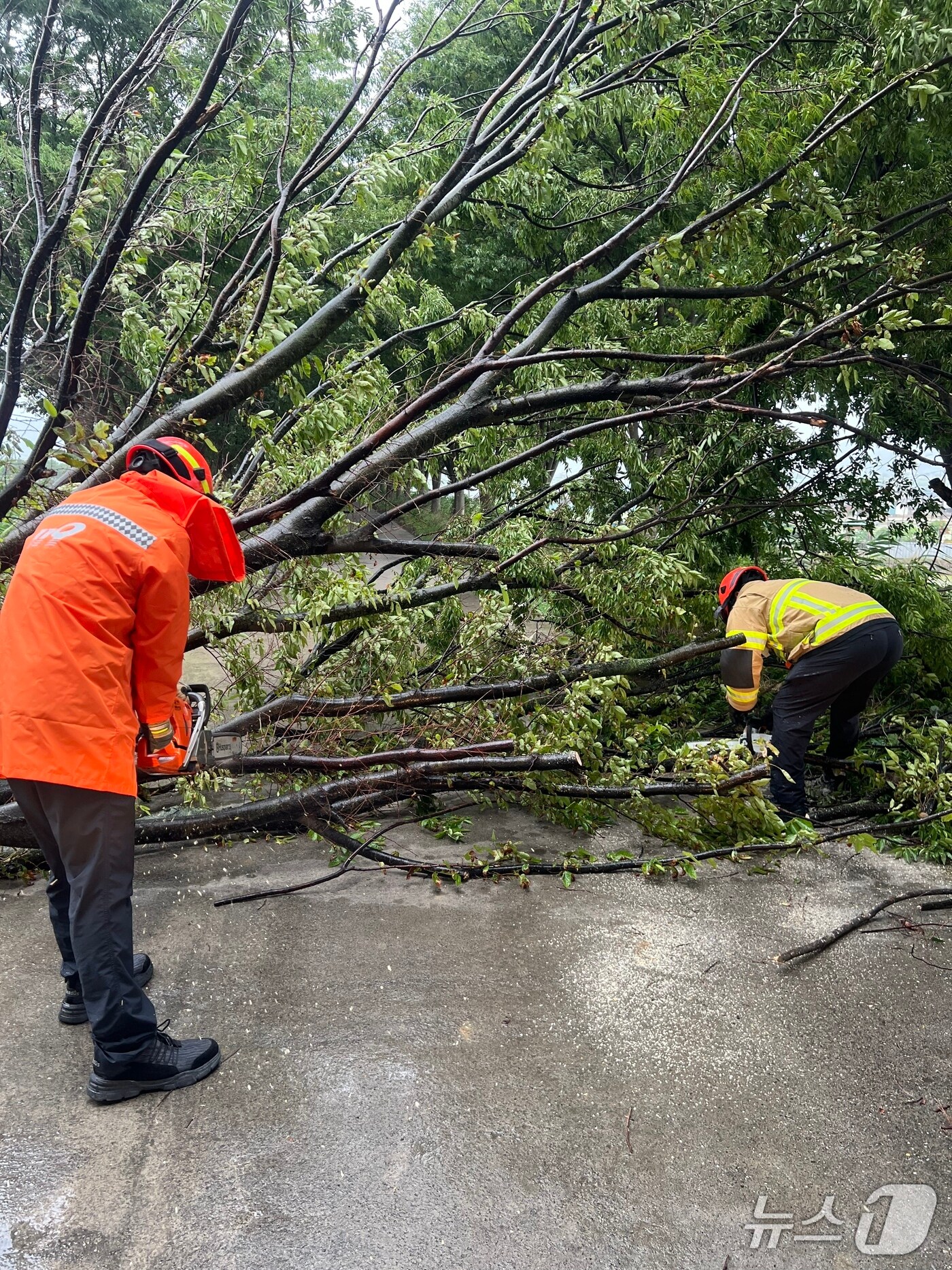 21일 오전 7시 47분쯤 대구 달성 논공읍 금포리의 한 도로에 가로수가 바람에 넘어져 소방 당국이 출동해 안전조치를 취하고 있다. (대구소방안전본부 제공. 재판매 및 DB 금지) 2025.6.21/뉴스1