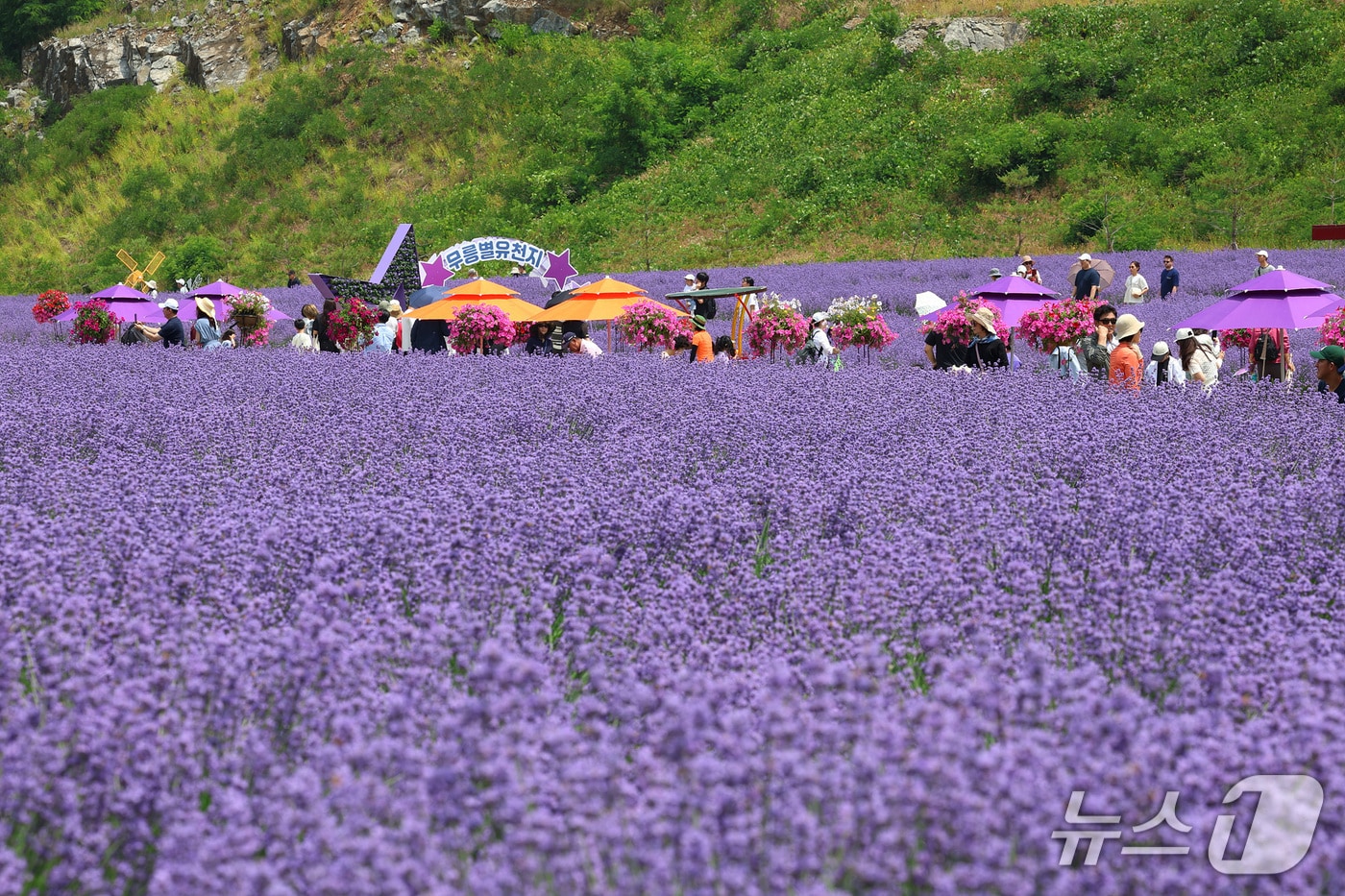 2025 무릉별유천지 라벤더 축제 현장.(동해시 제공, 재판매 및 DB금지)