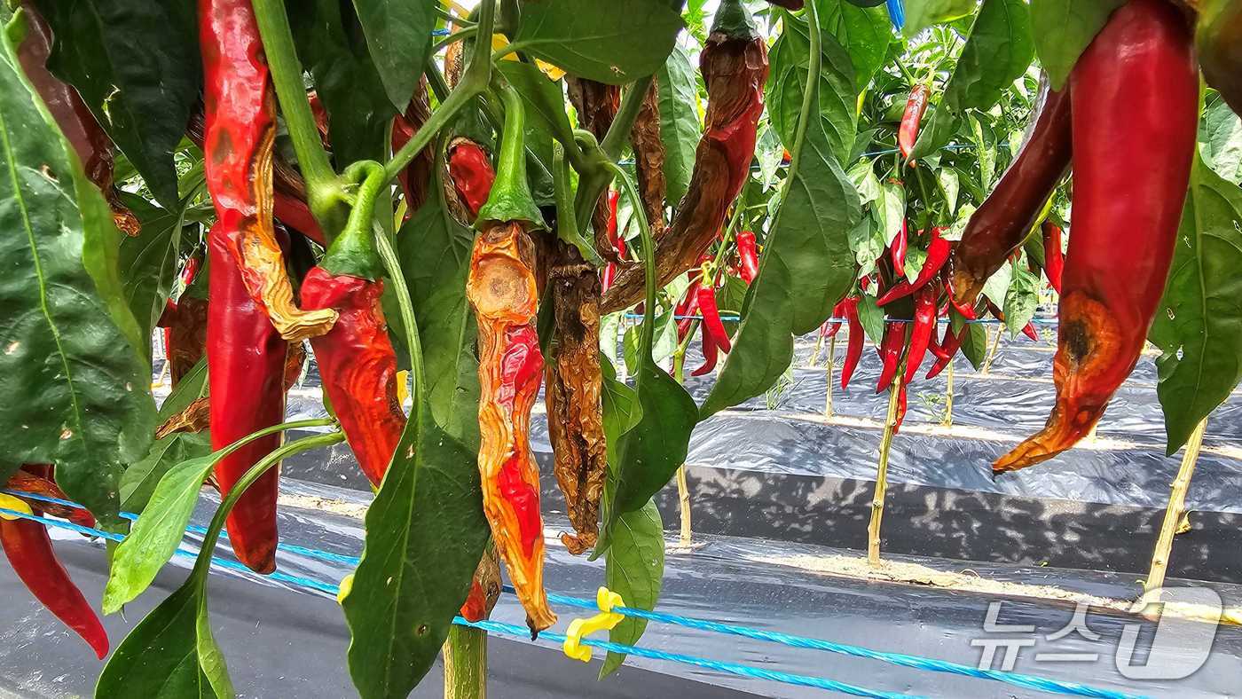 탄저병이 발생한 고추 작물. (경기도농업기술원 제공, 재판매 및 DB금지)