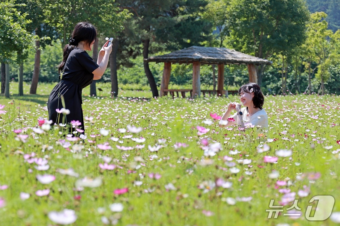 여름의 숨겨진 보석, 괴산 농업기술센터 '살살이꽃' 만개! 눈부신 여름 풍경