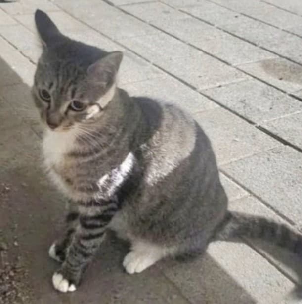 (온라인 커뮤니티 갈무리)