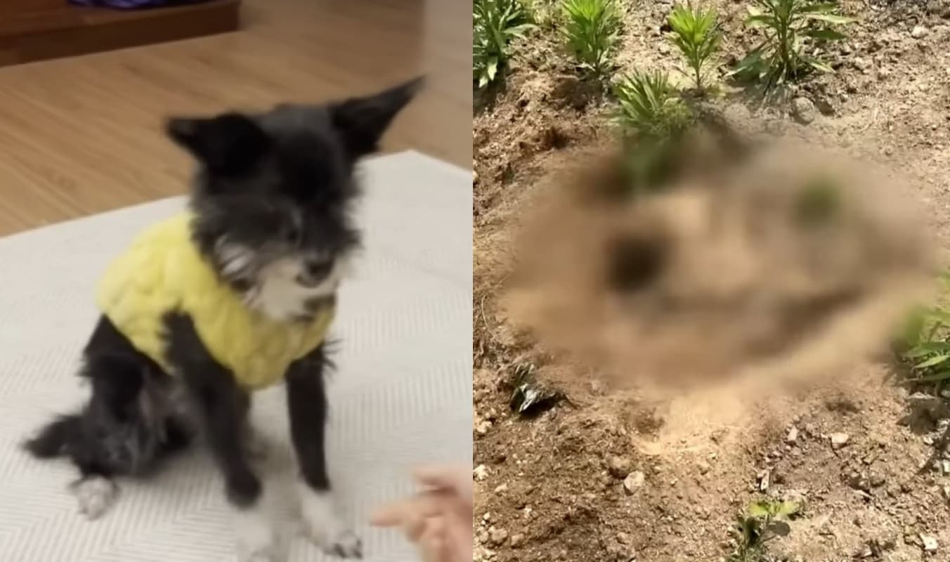 꼬미가 밭 속에 파묻힌 모습. (JTBC 뉴스)