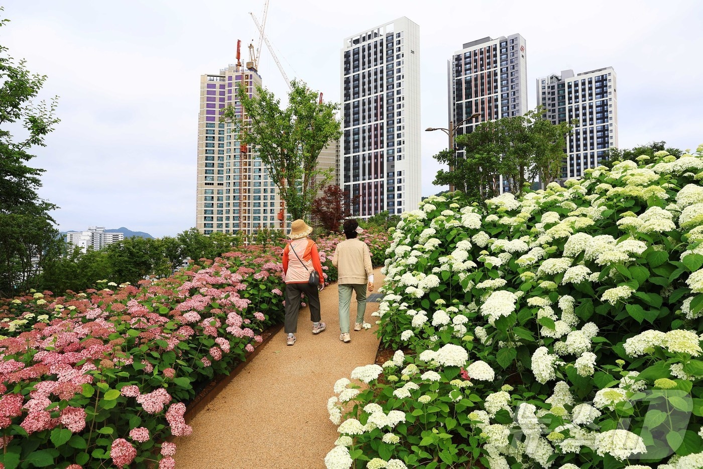 전남 화순 남산 수국 꽃길.(화순군 제공, 재배포 및 DB 금지)2025.6.25/뉴스1