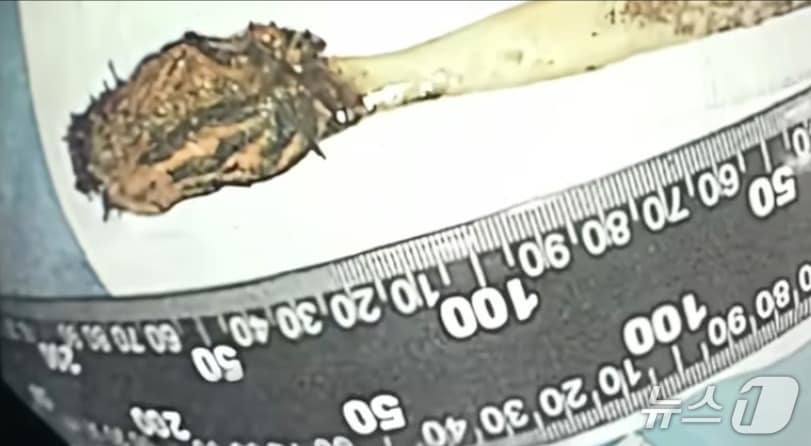 문제의 칫솔 - SCMP 갈무리