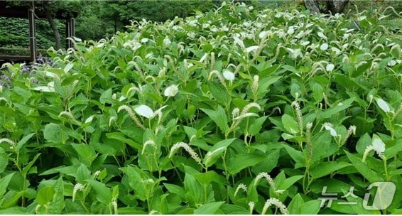 부산화명수목원에 있는 희귀식물 삼백초(부산시청 제공. 재판매 및 DB 금지)