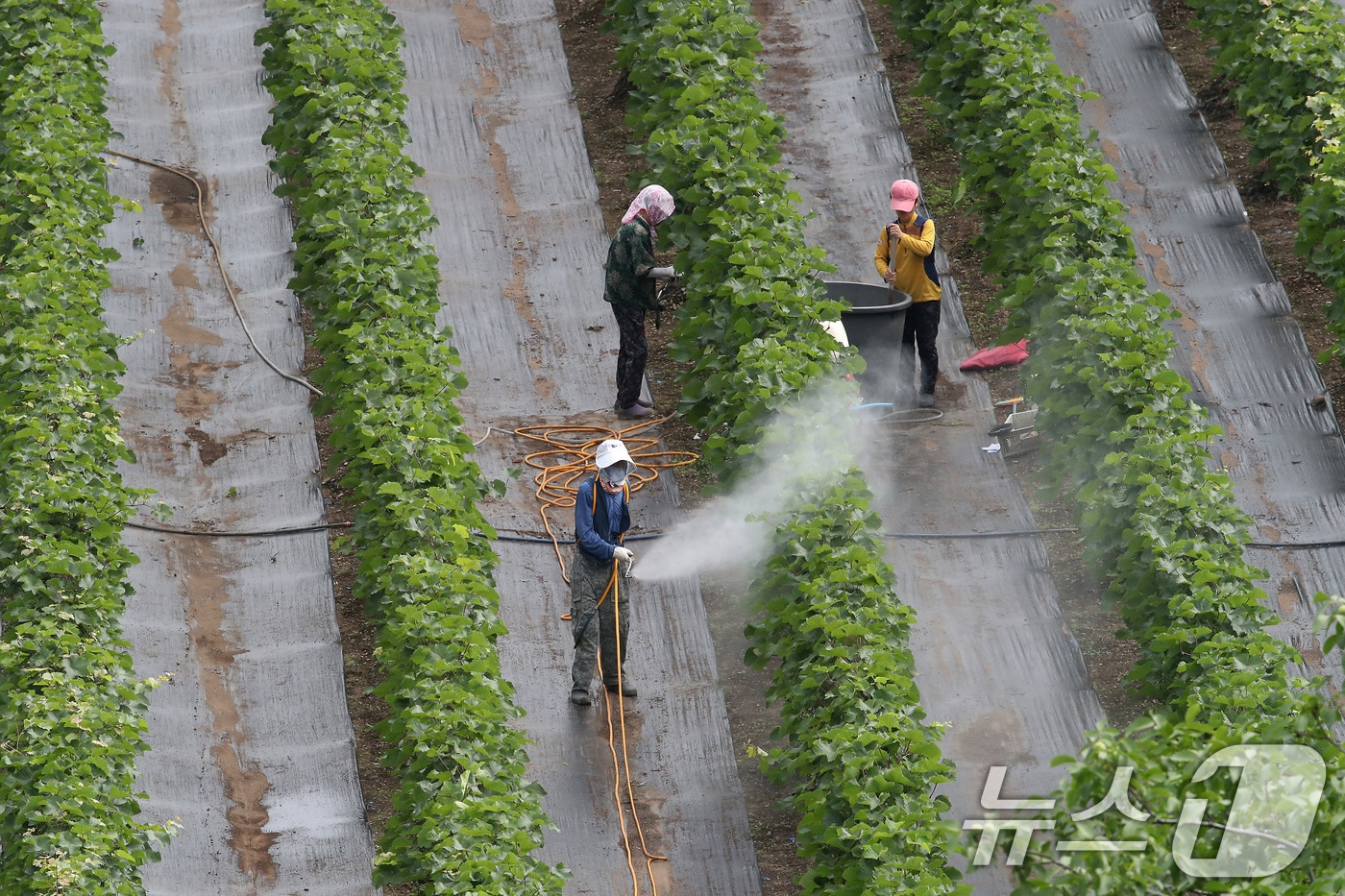 장마가 소강상태로 접어든 26일 오전 대구 수성구의 한 포도밭에서 농민들이 병충해를 예방하기 위해 방제 작업을 하고 있다. 2025.6.26/뉴스1 ⓒ News1 공정식 기자