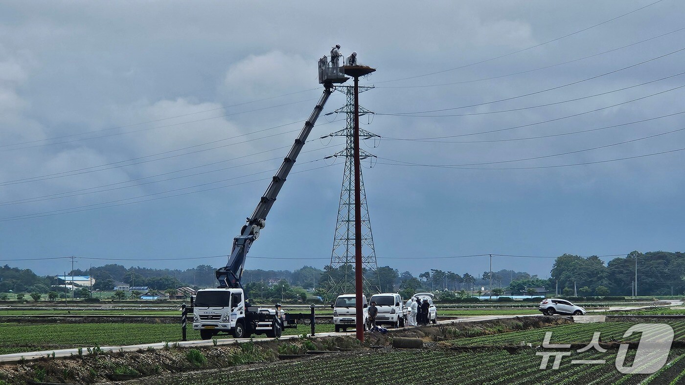 부안군이 천연기념물 황새 보호를 위해 부안읍 행중리에 '인공 둥지탑'을 설치했다.(부안군 제공. 재판매 및 DB금지)