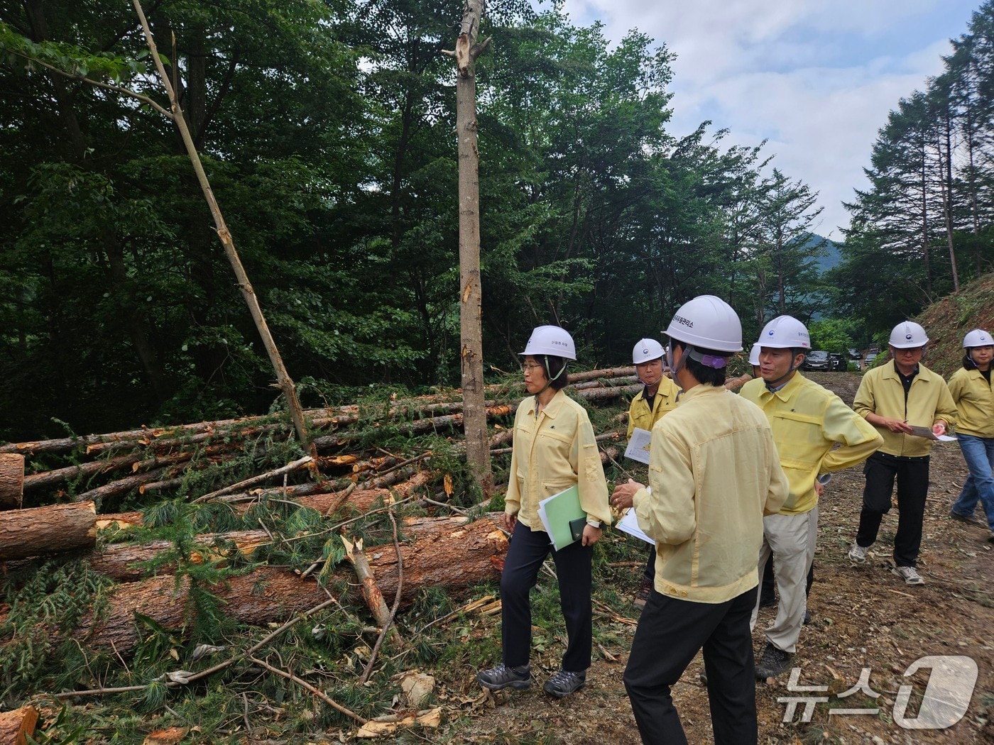  이미라 산림청 차장이 26일 충북 옥천군에서 장마철 집중호우에 대비해 목재수확지를 점검하고 있다. (산림청 제공.재판매 및 DB금지)/뉴스1