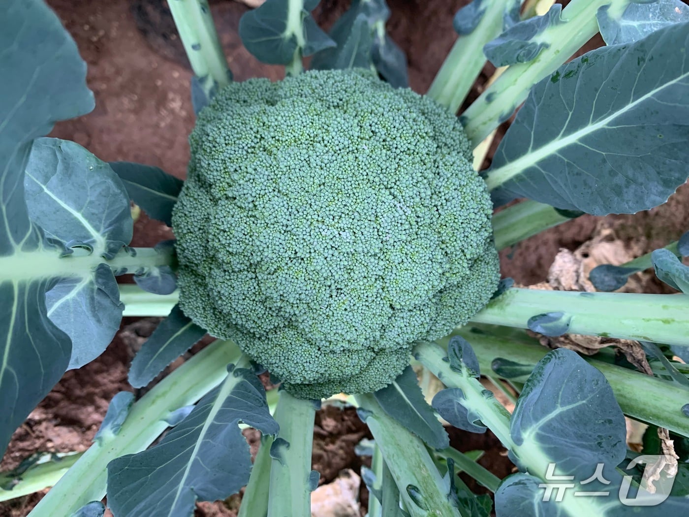  삼다그린(제주도 제공. 재판매 및 DB금지)/뉴스1