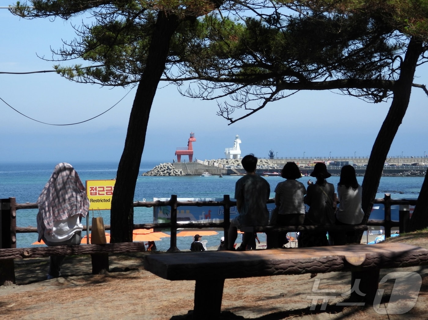 28일 제주시 이호테우해수욕장 인근 소나무숲에서 사람들이 햇볕을 피하고 있다.2025.6.28/뉴스1 ⓒ News1 홍수영 기자