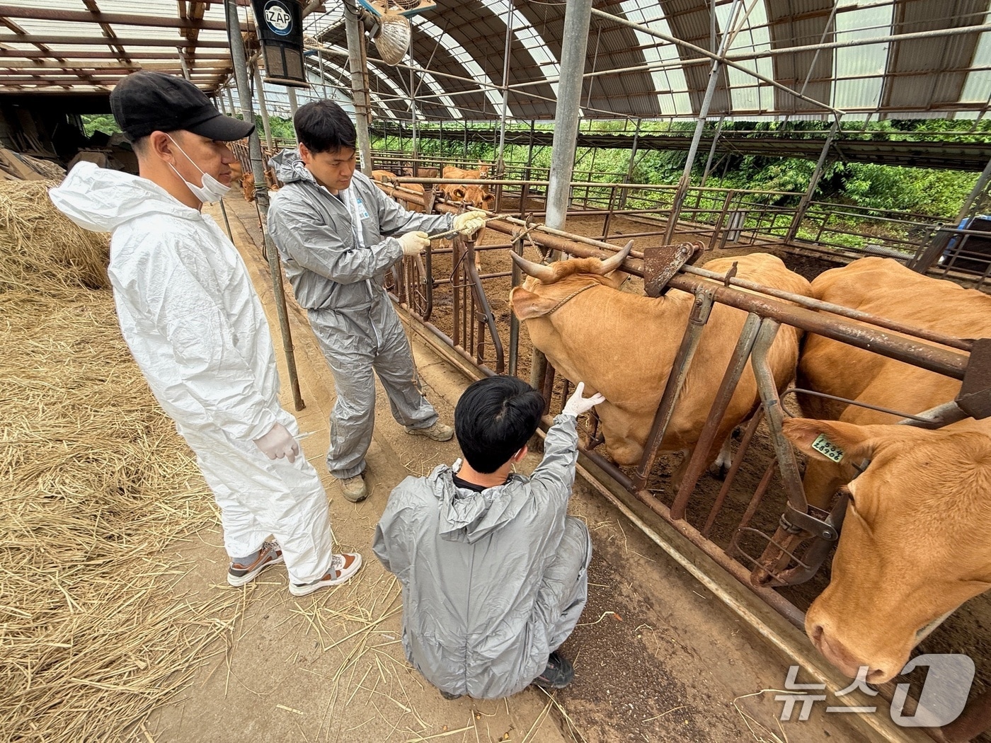 동물의료지원단(가평군 제공. 재판매 및 DB 금지)/뉴스1