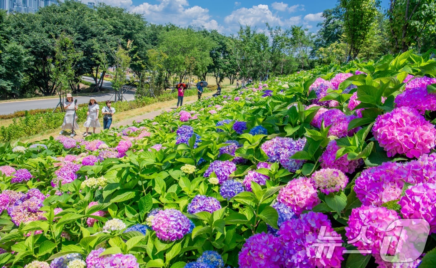 휴일인 29일 구미 양포동 '다온숲'에 3만 2000여송이의 수국이 활짝 펴 시민들의 발길이 이어지고 있다.(구미시 제공. 재판매 및 DB금지) 2025.6.29/뉴스1 ⓒ News1 정우용 기자