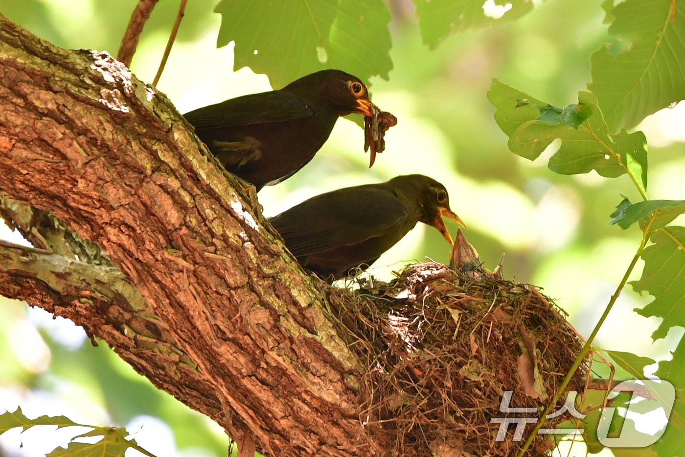대륙검은지빠귀 한쌍이 29일 경북 경주시 황성공원 숲 속에 있는 둥지에서 새끼들에게 먹잇감을 물어다 주고 있다. 이날 경주지역에는 낮 최고 기온이 35도를 기록하며 폭염 경보가 발령됐다. 2025.6.29/뉴스1 ⓒ News1 최창호 기자