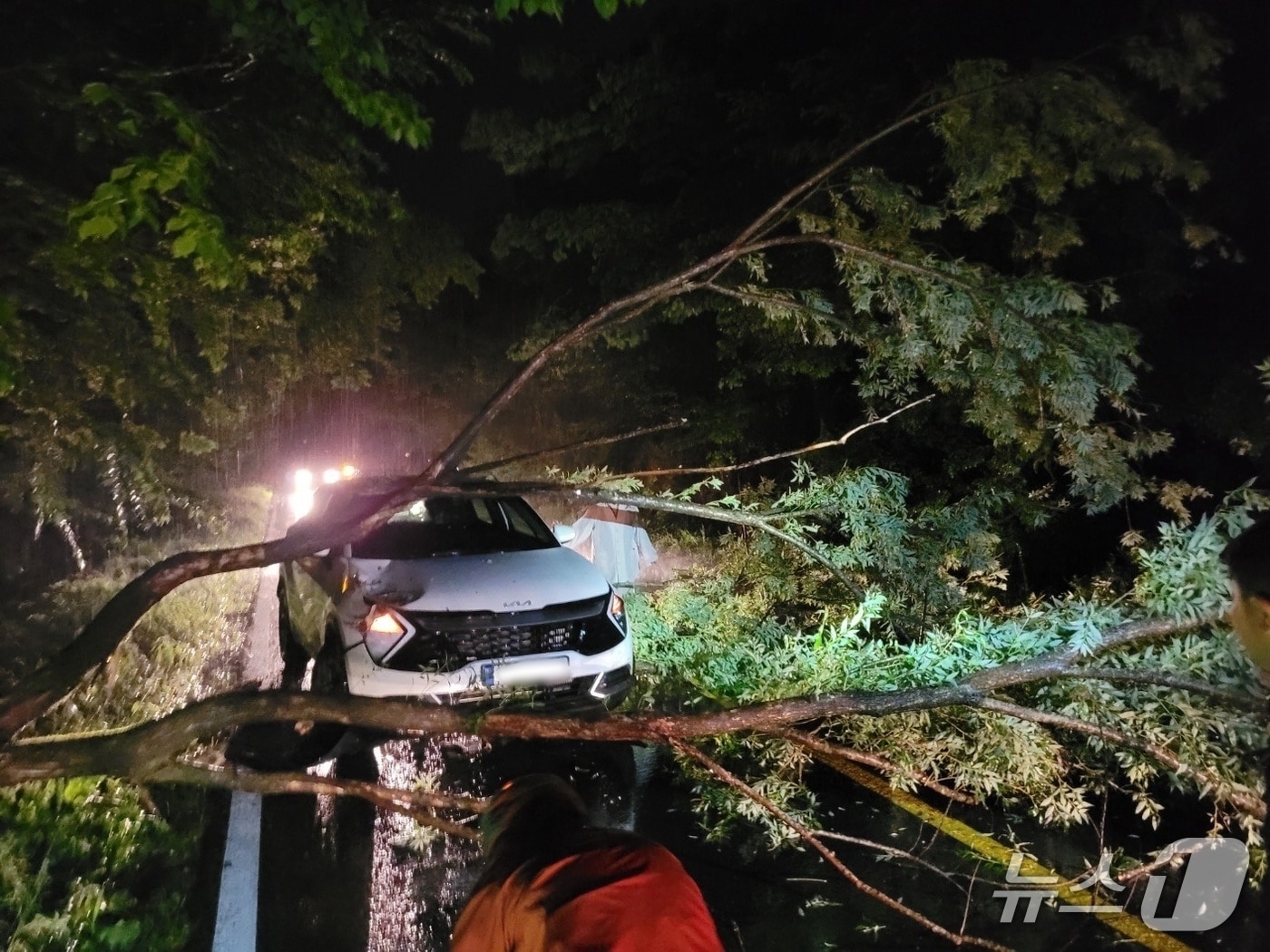 지난 2일밤 제주시에서 쓰러진 가로수가 차량을 덮치는 사고가 발생했다.(제주도소방안전본부 제공. 재판매 및 DB 금지)