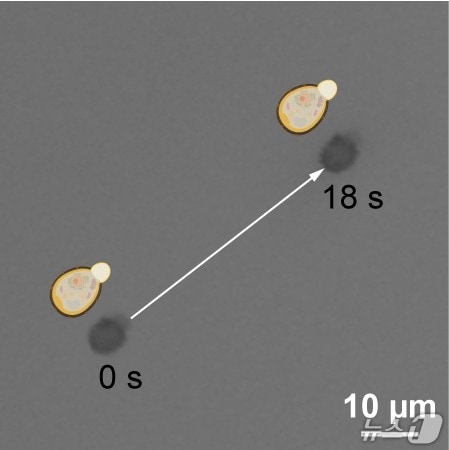 세포로봇의 자가추진 이동양상을 보여주는 현미경 이미지(KAIST 제공) /뉴스1
