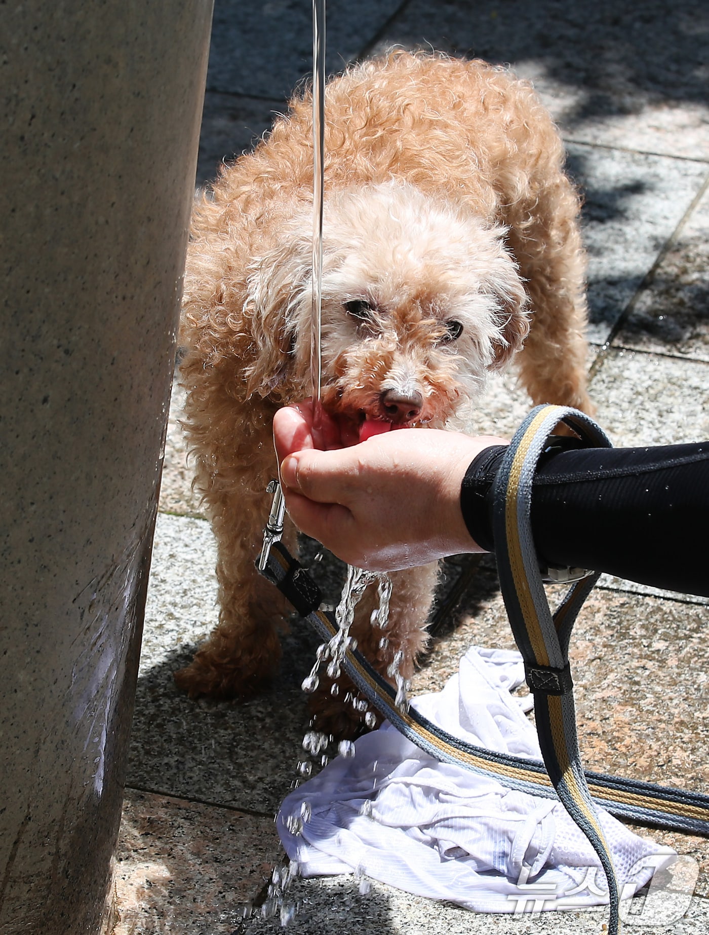 폭염이 이어진 30일 대구 달서구 두류공원으로 산책 나온 시민이 찜통더위에 지친 반려견에게 물을 먹이고 있다. 2025.6.30/뉴스1 ⓒ News1 공정식 기자