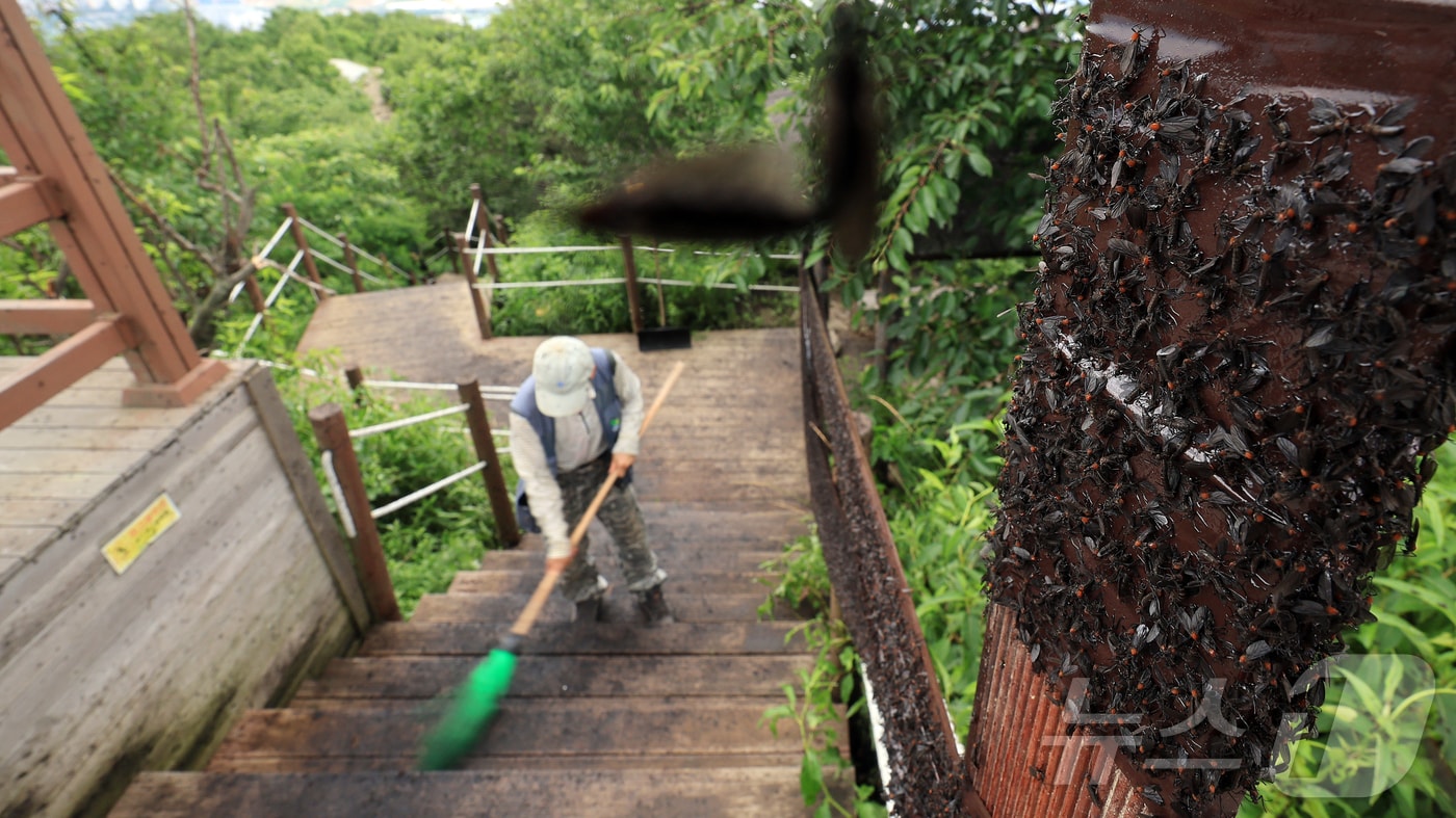 30일 오후 인천 계양구 계양산 정상에 붉은등우단털파리(러브버그) 무리가 대량 출몰한 가운데 계양구청 공원녹지과 산림보호팀 관계자들이 방역 작업을 하고 있다. 2025.6.30/뉴스1 ⓒ News1 김진환 기자