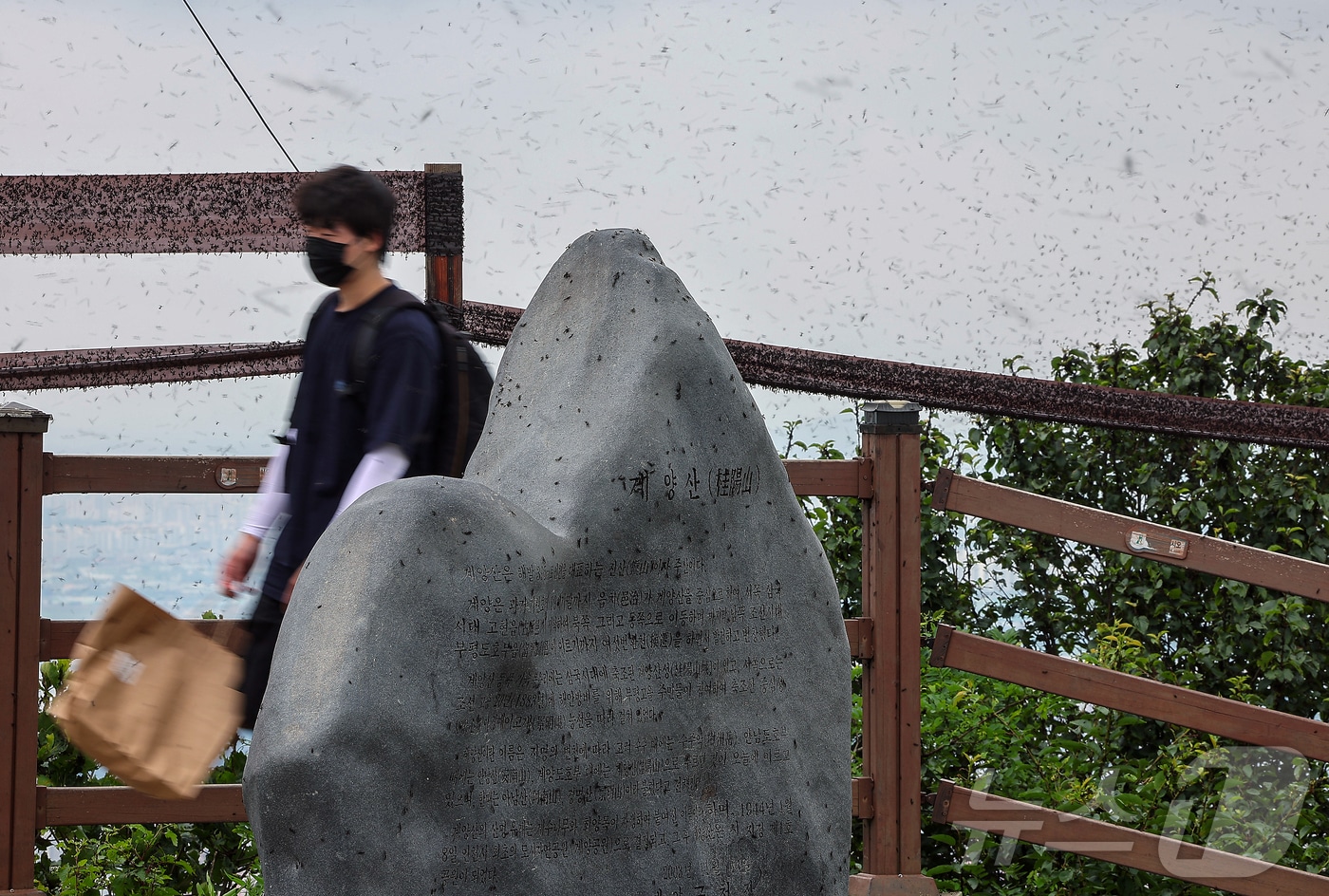 인천 계양구 계양산 정상에 붉은등우단털파리(러브버그) 무리가 대량 출몰해 등산객들이 불편을 겪고 있다. 2025.6.30 ⓒ 뉴스1 김진환 기자
