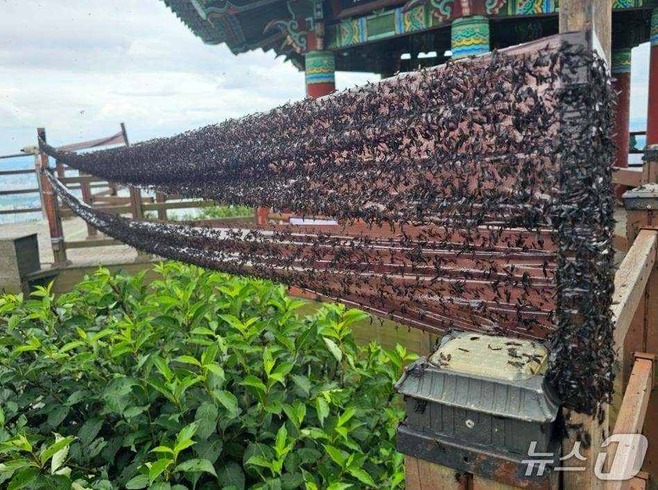 계양산에 설치된 러브버그 롤트랩(인천 계양구 제공.재판매 및 DB금지)