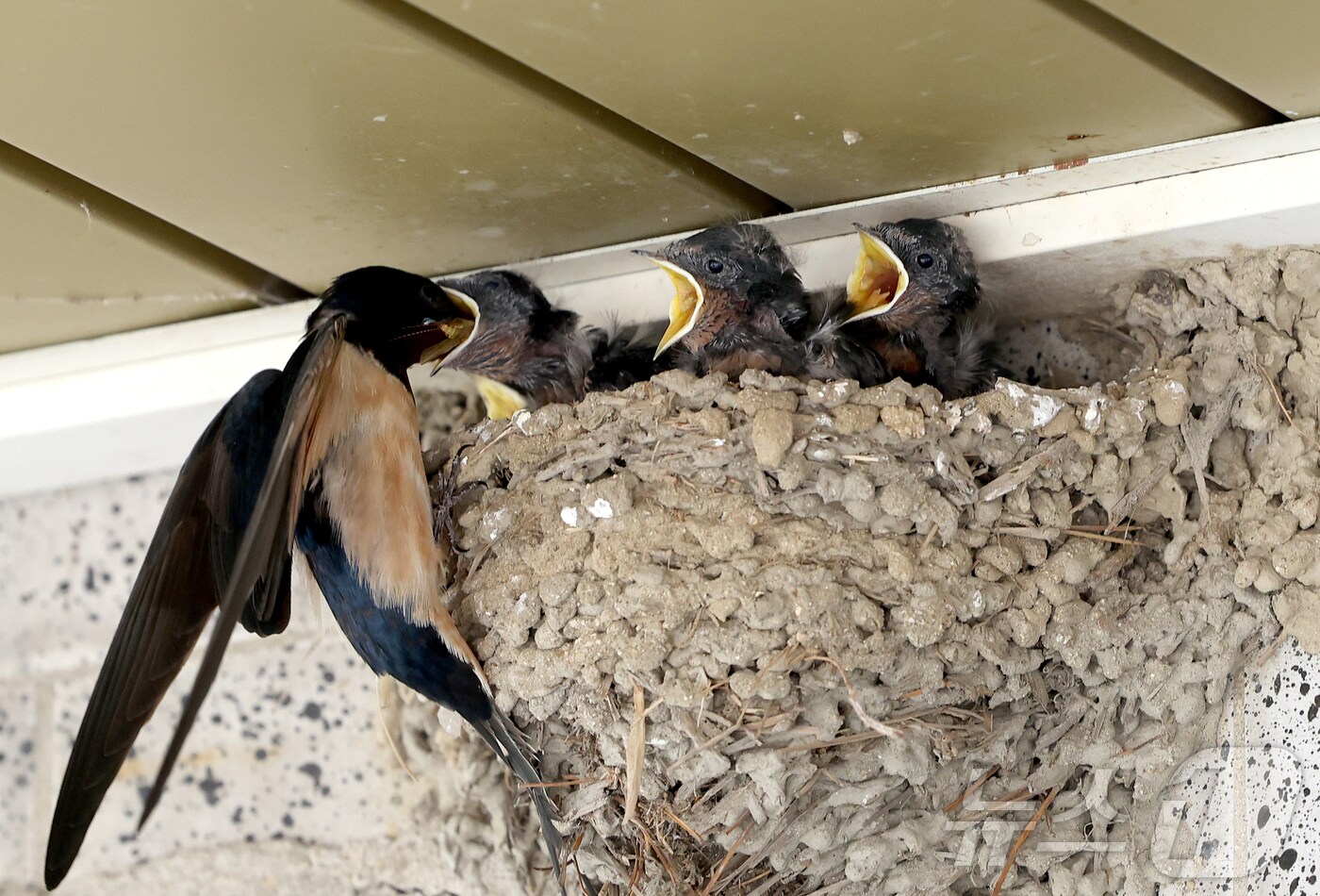 충북 괴산군 불정면 목도시장 상가 처마 밑 제비 둥지에서 어미 제비가 새끼들에게 먹이를 물어다 주고 있다.(괴산군 제공. 재판매 및 DB금지)2025.06.04//뉴스1 2025.6.4/뉴스1