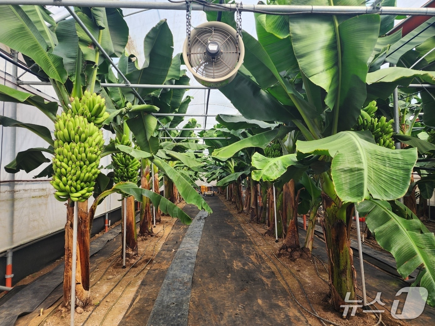 제주 재배 바나나(제주농업기술원 제공)/뉴스1