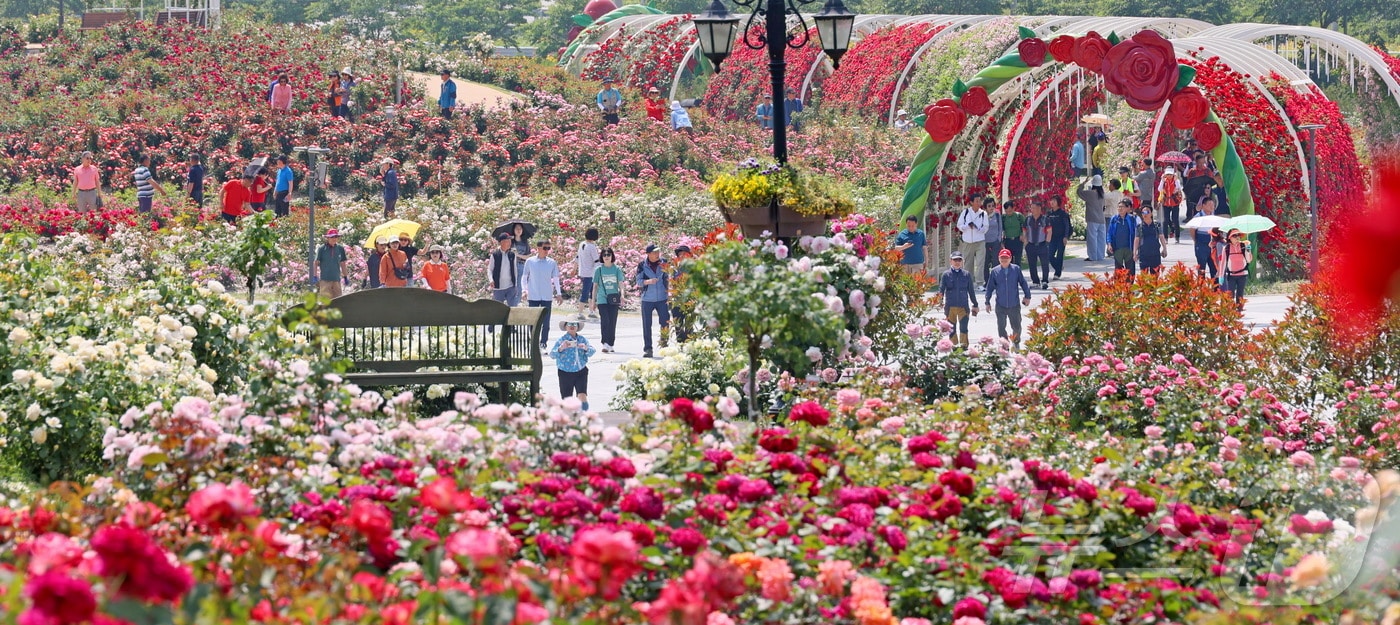 4일 전북 임실군 치즈테마파크에 장미꽃이 만개했다. 장미꽃을 보기 위해 이곳을 찾는 관광객이 지난해에 비해 2배 이상 늘었다.&#40;임실군제공. 재판매 및 DB금지&#41;2025.6.4/뉴스1