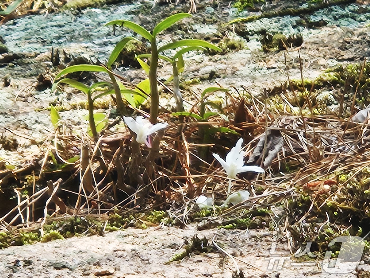 멸종위기 야생생물 Ⅱ급인 '석곡'이 월출산 기암절벽지에서 개화해 있다.(월출산 국립공원사무소 제공. 재판매 및 DB 금지) 