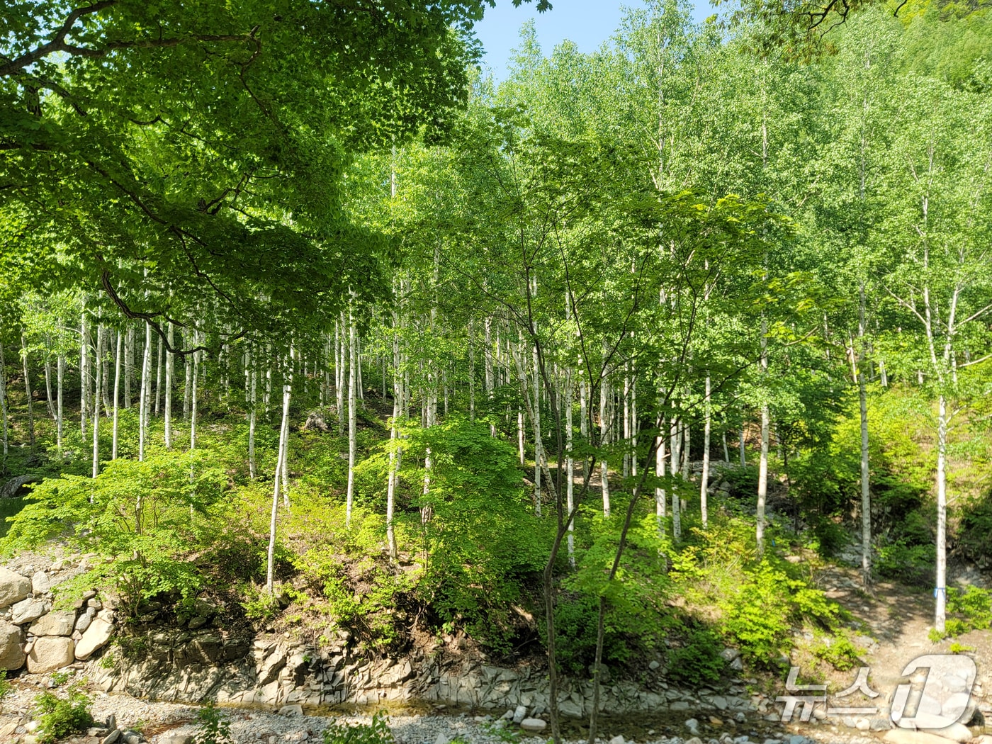 남부산림청 영덕국유림관리소가 본격적인 여름철을 맞아 가족 힐링 장소로 경북 영양군 수비면 죽파리의 자작나무 숲을 추천했다.(영덕국유림관리소 제공, 재판매 및 DB 금지) 2025.6.5/뉴스1 