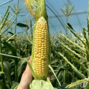 의령 초당옥수수(의령군 제공. 재판매 및 DB금지).