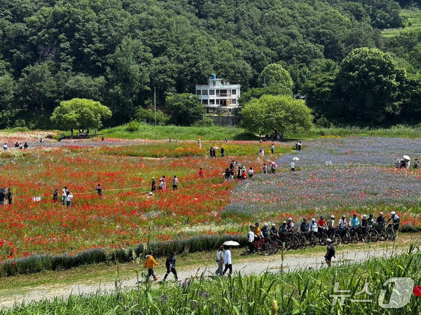 함안군 악양둑방길 봄꽃 경관단지(함안군 제공. 재판매 및 DB금지).