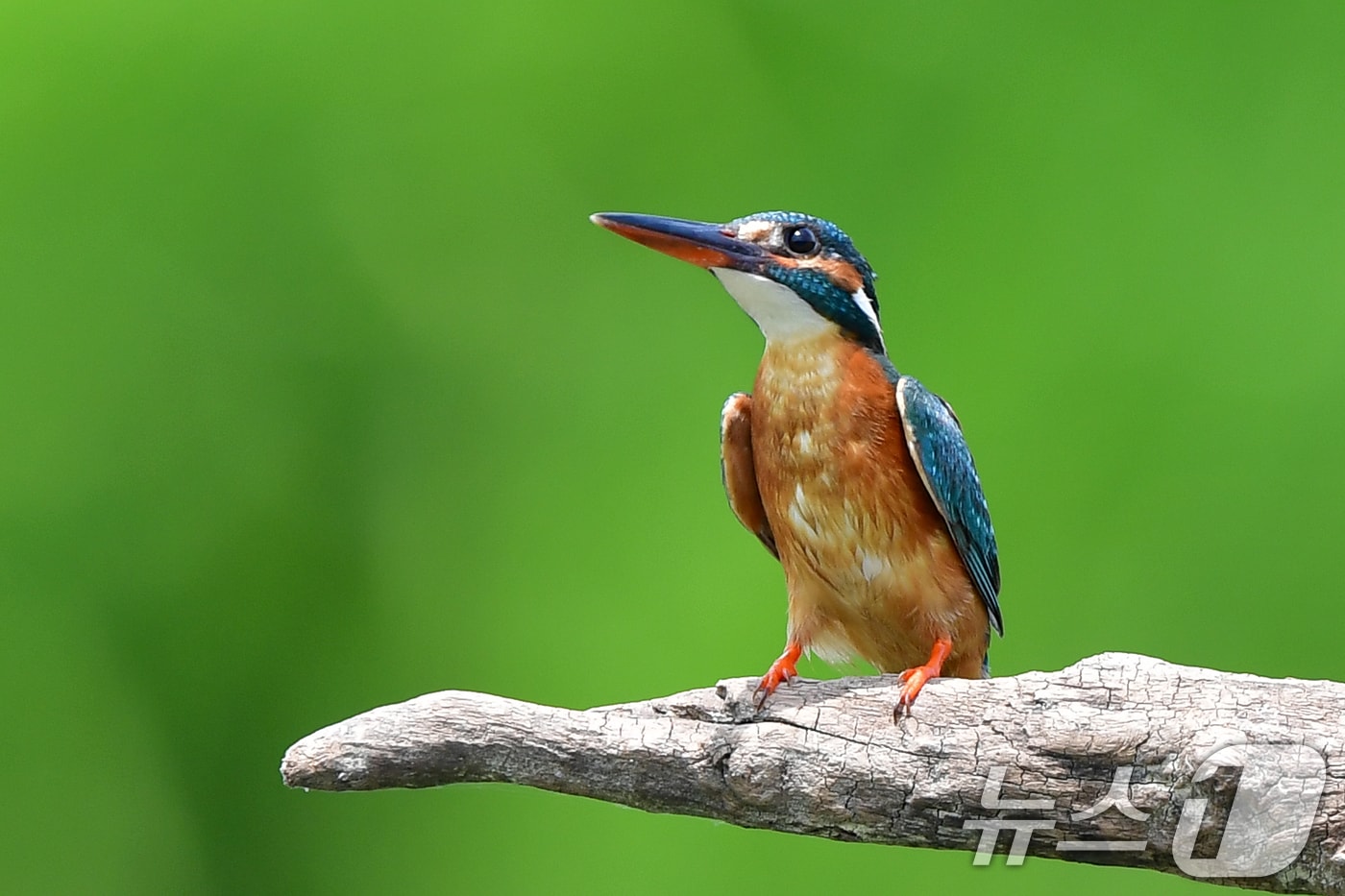 지난 6일 오전 경북 포항시 북구 흥해읍 냇가에서 물총새 한마리가 먹잇감 사냥을 준비하고 있다. 2025.6.6/뉴스1 ⓒ News1 최창호 기자