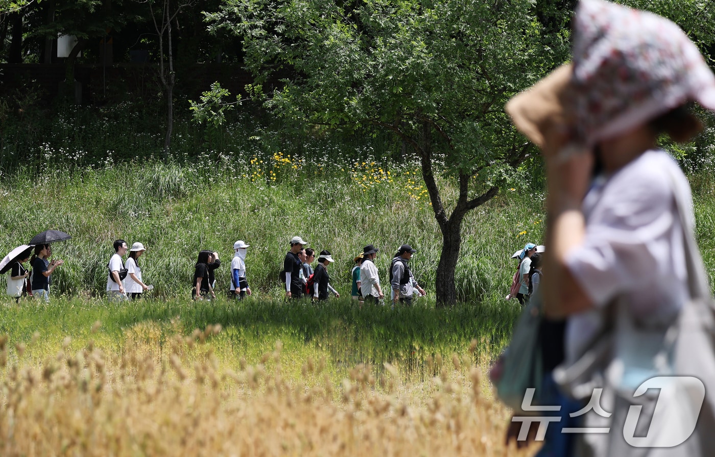 초여름 무더위가 계속된 지난 8일 서울 마포구 월드컵천에서 열린 '월드컵천 걷기대회'에서 참가자들이 약 1.4㎞ 구간에 조성된 황금보리밭과 양귀비 꽃길을 따라 걷고 있다. 2025.6.8/뉴스1 ⓒ News1 오대일 기자