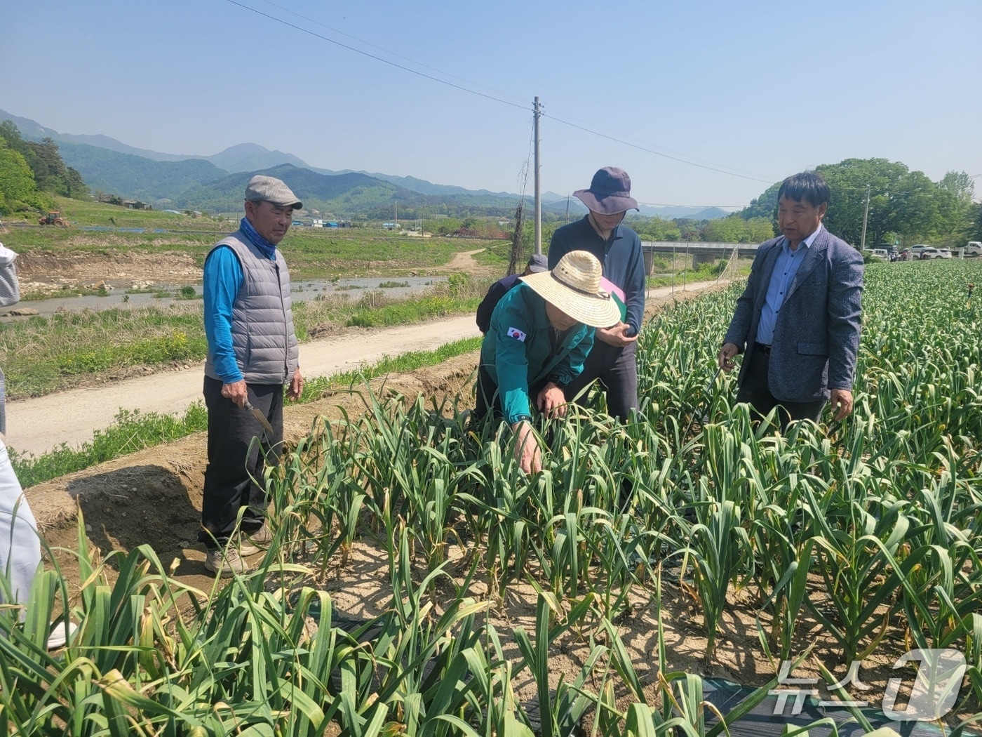 전북 진안군이 시범 재배한 난지형 마늘 ‘대서’ 품종이 기후와 토양에 안정적으로 적응하며 성공적인 재배 성과를 거뒀다.(진안군제공. 재판매 및 DB금지)2025.7.1/뉴스1