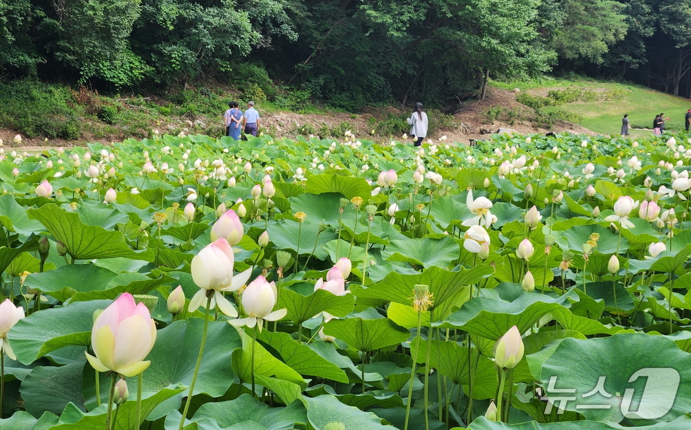 충북 보은군 속리산국립공원 입구의 연꽃단지에 연꽃이 활짝 폈다. 10일 연꽃단지가 관광객들로 북적거리고 있다. (보은군 제공, 재판매 및 DB금지)/뉴스1