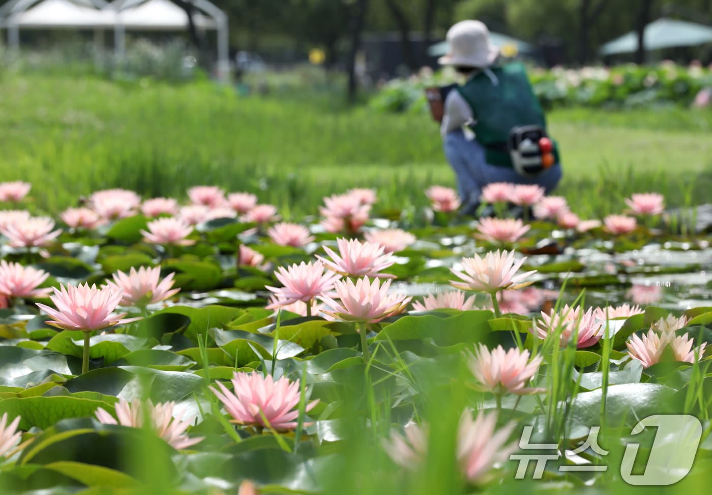 부산 사상구 삼락생태공원 연꽃단지를 찾은 한 시민이 활짝 핀 수련꽃을 감상하고 있다. 2025.7.10/뉴스1 ⓒ News1 윤일지 기자