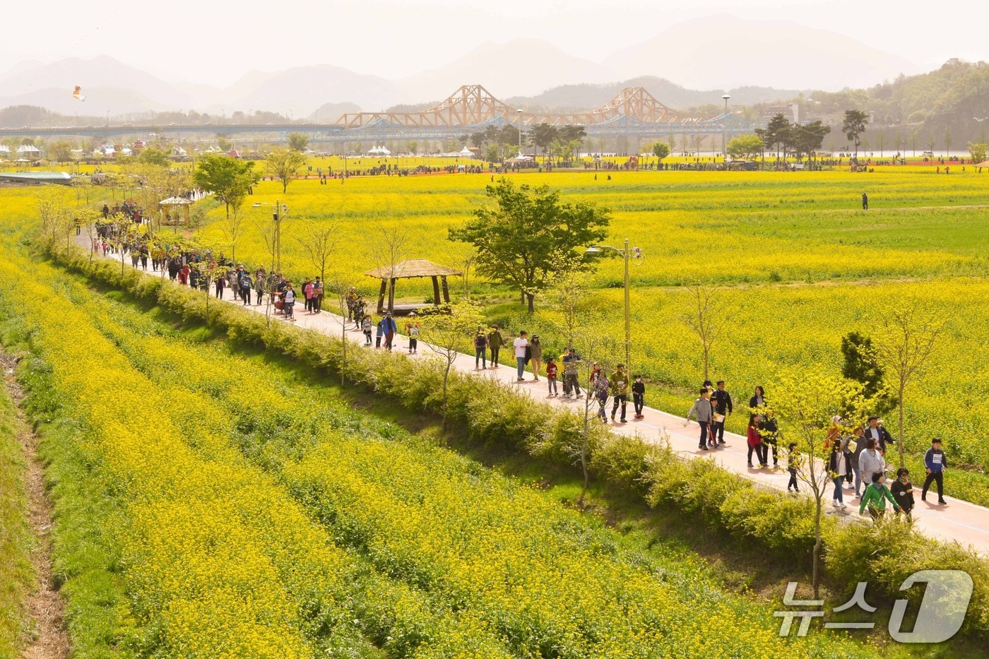 창녕낙동강유채축제 장면(창녕군 제공. 재판매 및 DB금지).