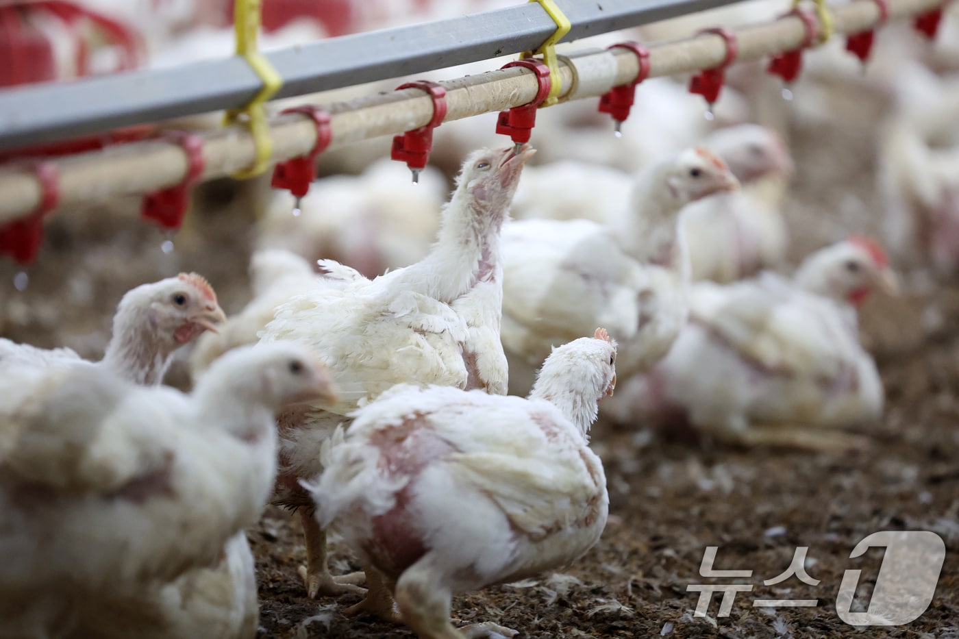 10일 오전 전남 나주시 세지면의 한 양계장에서 더위에 지친 닭이 물을 마시고 있다. 2025.7.10 ⓒ 뉴스1 이승현 기자