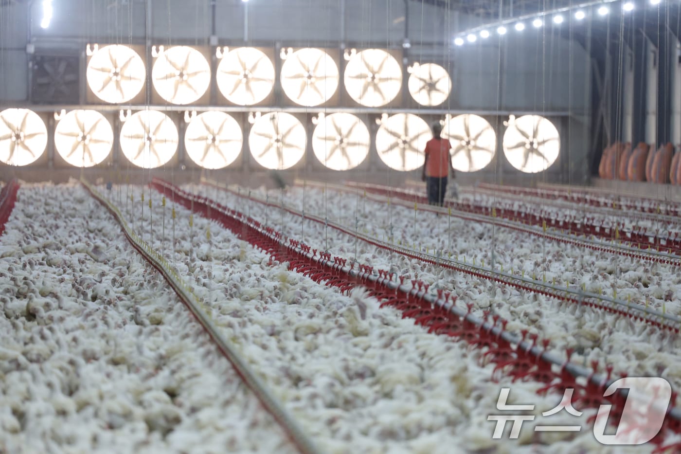 연일 폭염특보가 이어지고 있는 10일 오전 전남 나주시 세지면의 한 양계장에서 더위에 지친 닭들이 움직이지 않고 있다. 2025.7.10/뉴스1 ⓒ News1 이승현 기자